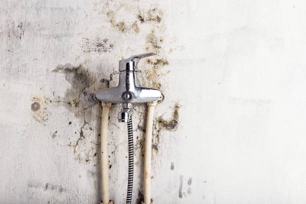 Best Emergency Mold Remediation in Lake San Marcos, CA